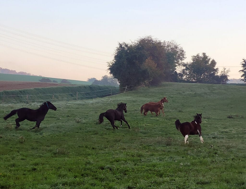 Eine Gruppe Pferde läuft auf einem Feld.