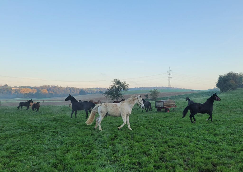 Eine Gruppe Pferde grasen auf einem Feld.