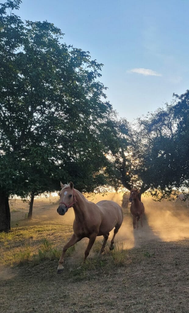 Pferde galoppieren durch ein Feld mit Bäumen im Hintergrund.