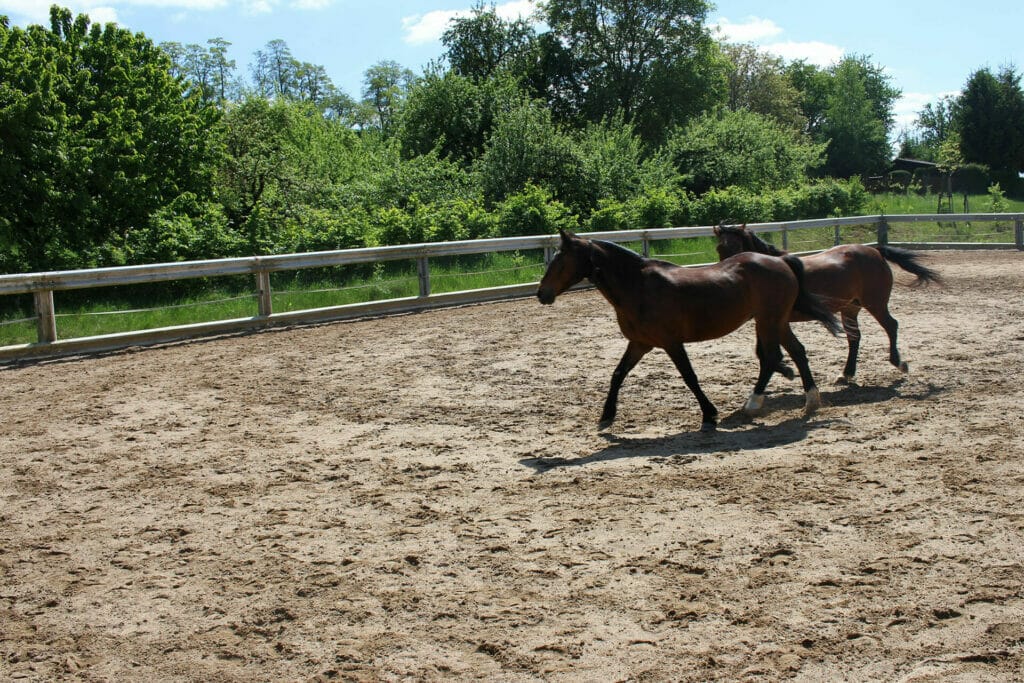 Zwei Pferde laufen in einem eingezäunten Bereich.