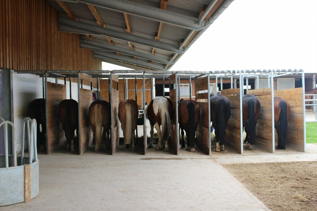 Eine Gruppe Pferde steht in einem Stall.