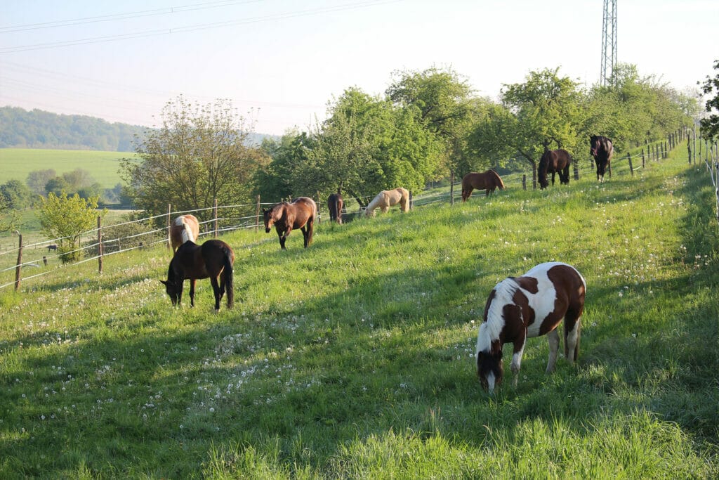 Eine Gruppe Pferde grasen auf einem grasbewachsenen Hügel.
