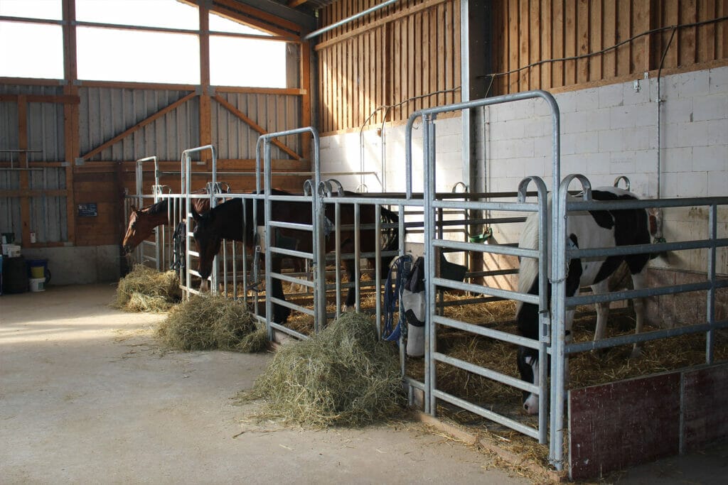 Eine Gruppe Pferde in einer Scheune.