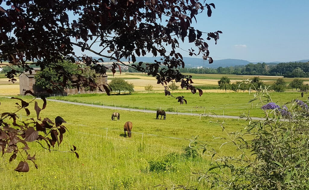 Eine Gruppe Pferde grasen auf einem Feld.